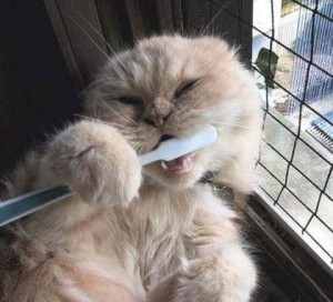 kat-met-tandenborstel